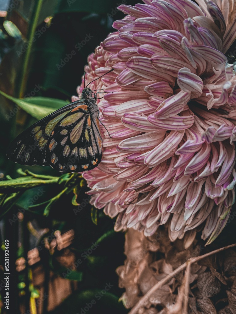 Sticker Vertical shot of a butterfly on a Chrysanthemum flower