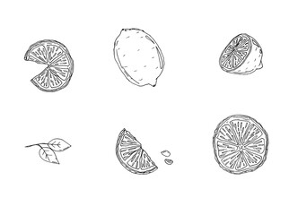 Obraz na płótnie Canvas Black and white lemon with slice set - fruits sketch painting, hand drawn isolated on white background