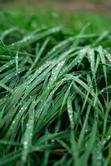 dew on grass