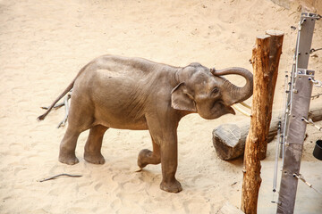 elephant in the zoo's paddock, walks on the sand