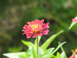 Obraz premium red flower in garden