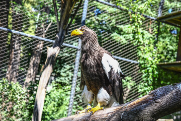 Haliaeetus pelagicus, Steller's sea eagle better know as Pacific sea eagle or white-shouldered eagle
