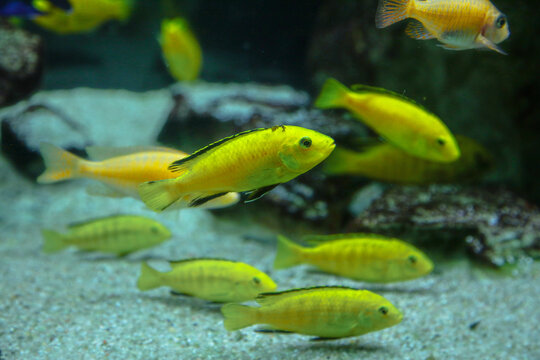 Labidochromis caeruleus, know as yellow malawi cichlid fish