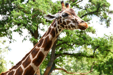giraffe portrait, beautiful tall animal