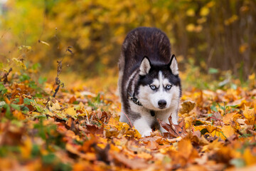 A blue-eyed black and white siberian husky stretches in yellow leaves in autumn park