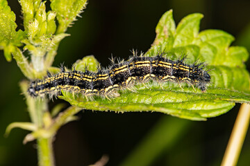 black and yellow caterpillar sits on a green leaf