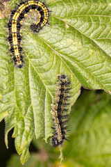 caterpillar, leaf eating worm, of black and yellow color