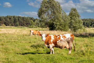 Fototapeta na wymiar two beautiful cows graze in the meadow