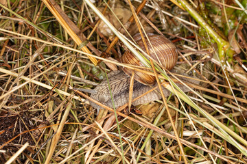 Burgundy snail hides among the grass