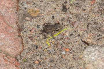 little frog sits on concrete