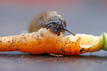 slug, rasping on small carrot