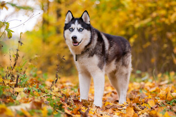 Obraz premium A blue-eyed black-and-white Siberian Husky stands in yellow leaves in an autumn park