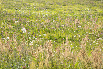 view of a meadow covered with flowers and other vegetation, unmowed grass
