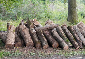 Brennholz - gerodete Bäume lagern im Wald	