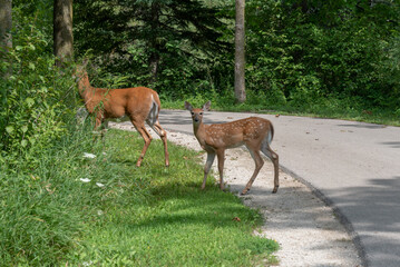 Naklejka na ściany i meble A Mother Deer And Fawn Eat Summer Leaves Along The Trail