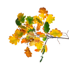 Autumn tree branch Photo Overlays, Autumn Foliage leaves Photoshop Overlay, digital photo prop,...