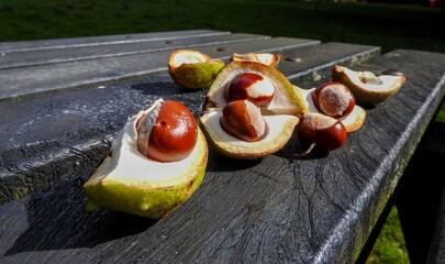 Chestnuts in shell with spikes