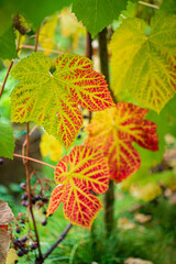 autumn leaves in the garden