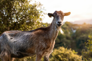 portrait of a goat in the field.organic livestock farming concept