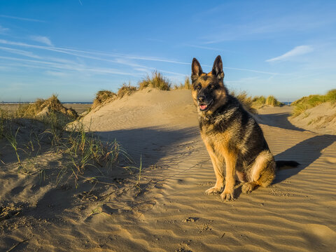 Close up of a sitting German Shepherd with large ears and sharp eyes on a sandy surface during sunrise in the dunes near IJmuiden looking at the photographer