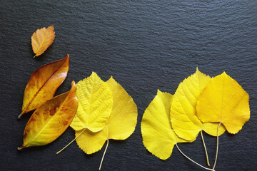 Yellow autumn  leaves on black  background. Free space for text