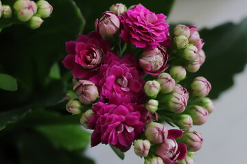 close up of pink rose