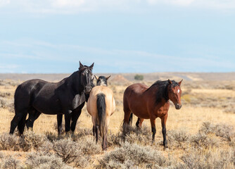 Obraz premium Wild Horses in Autumn in the Wyoming Desert