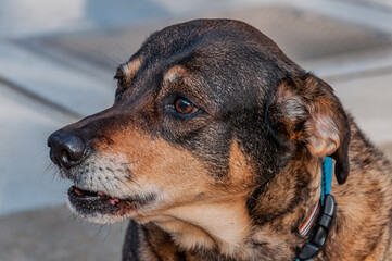 Friendly Old Dog, Winchester, Virginia USA, Winchester, Virginia
