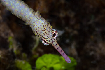 A Reeftop pipefish, Corythoichthys haematopterus, searches for tiny prey on the seafloor of a coral...