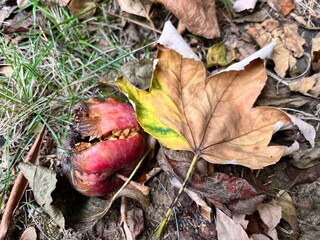 rotten apples among the leaves
