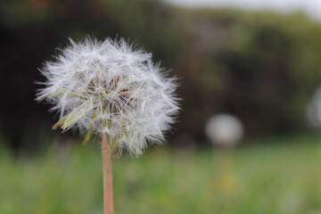 dandelion in the wind