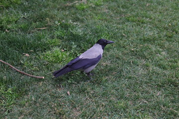 crow on the grass