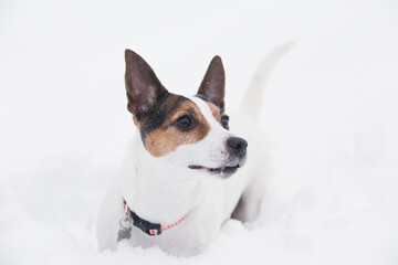 Close up portrait of Jack Russell Terrier dog standing in deep fresh white snow