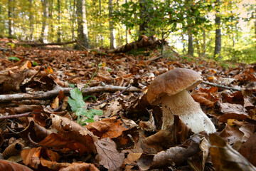 Boletus edulis (cep, penny bun, porcino or king bolete, usually called porcini mushroom) grows on...