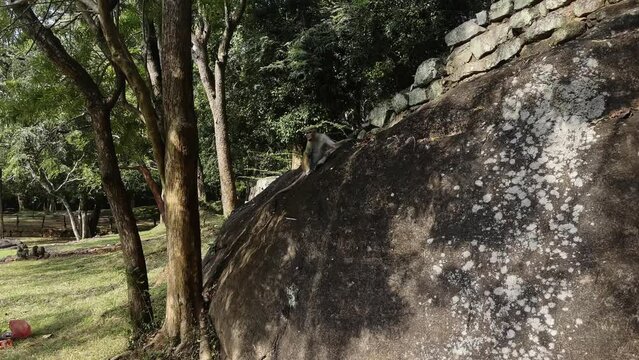 a wild monkey sits quietly on a rock