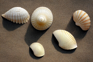 Fototapeta na wymiar Seashells on the beach