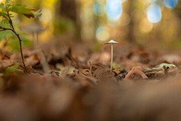 Small mushroom, species from the Sierra de Aracena, north of the province of Huelva