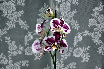 Orchideen vor einer altmodischen Gardine