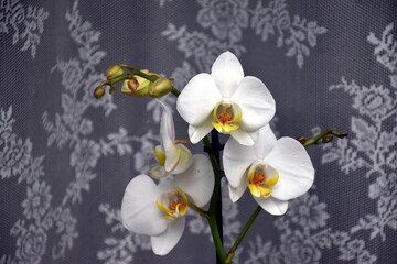 Orchideen vor einer altmodischen Gardine