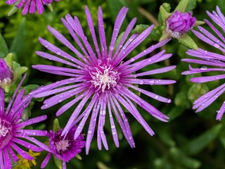 Closeup shot of a purple Delosperma flower near Yokohama, Japan