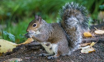 British gray squirrel in the park