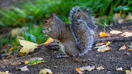 squirrel in the park