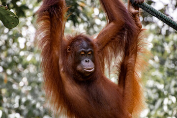 Orang-utan in the jungle of Borneo