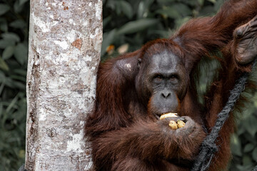 Orang-utan in the jungle of Borneo