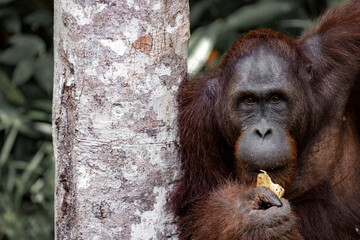 Orang-utan in the jungle of Borneo