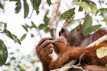 Obraz premium Orang-utan in the jungle of Borneo
