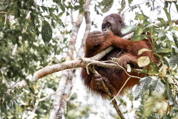 Orang-utan in the jungle of Borneo