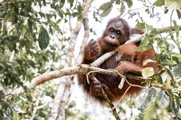 Orang-utan in the jungle of Borneo