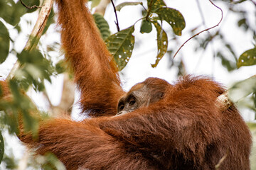 Orang-utan in the jungle of Borneo