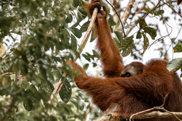 Orang-utan in the jungle of Borneo